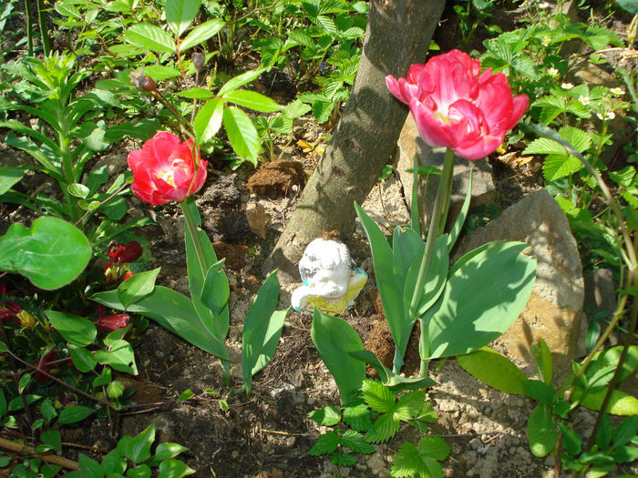 DSC05932 - Gradina in 2014