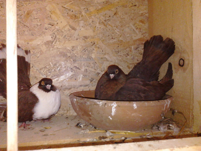 castani - castaniu de craiova