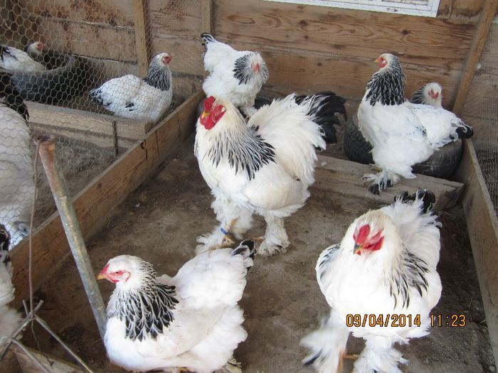 IMG_1894 - Brahma Herminat Deschis fam 1