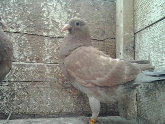 2014-04-09 10.38.49 - mulemans