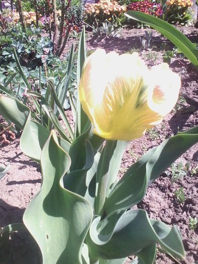 multumesc simona - flori de gradina 2014