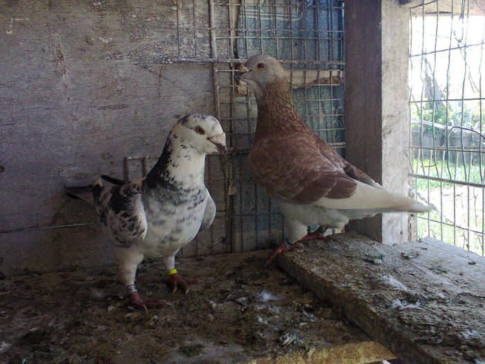 Fotografie0656 - porumbei voiajori standard