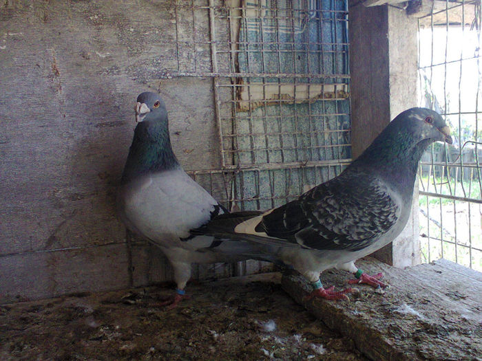 Fotografie0652 - porumbei voiajori standard
