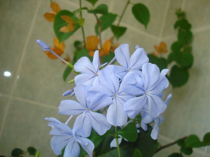DSC07593 - FLORI 2014