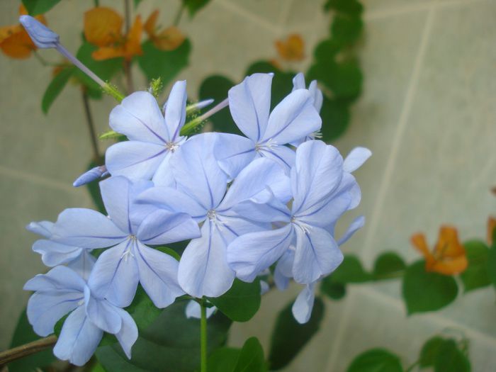 DSC07594 - FLORI 2014