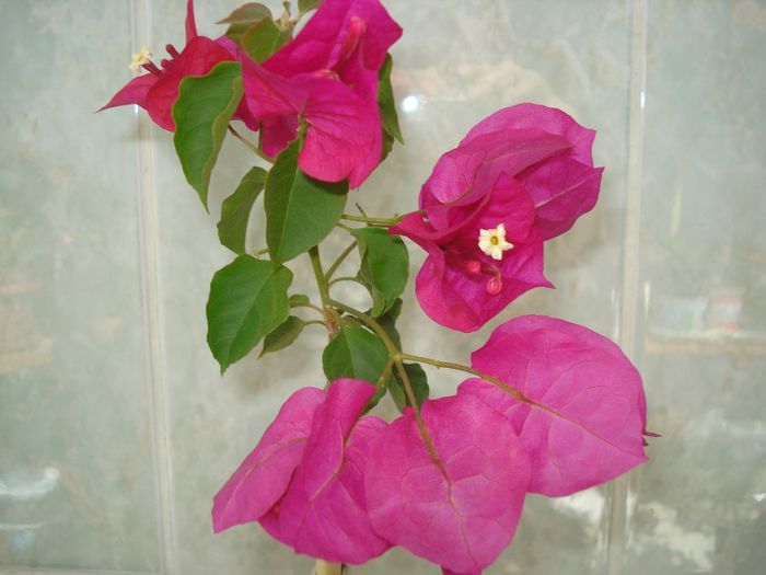 DSC07598 - FLORI 2014