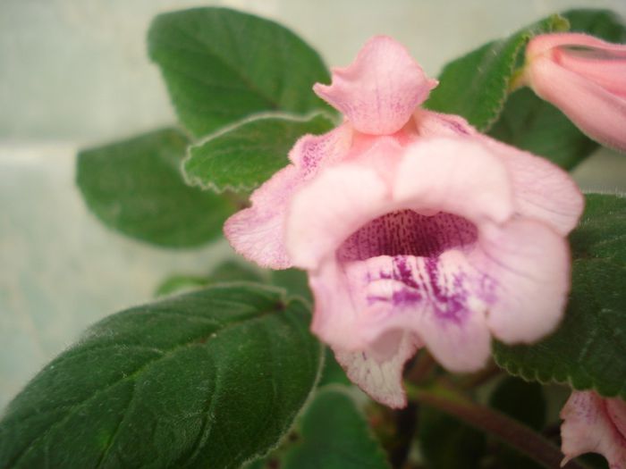 DSC07606 - FLORI 2014