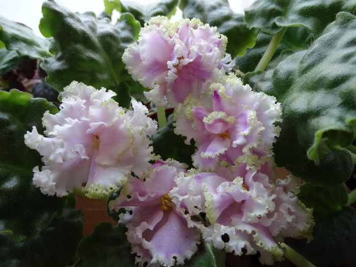 DSC00322 - Winter Smile