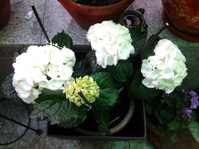 hortensia alba,alba..