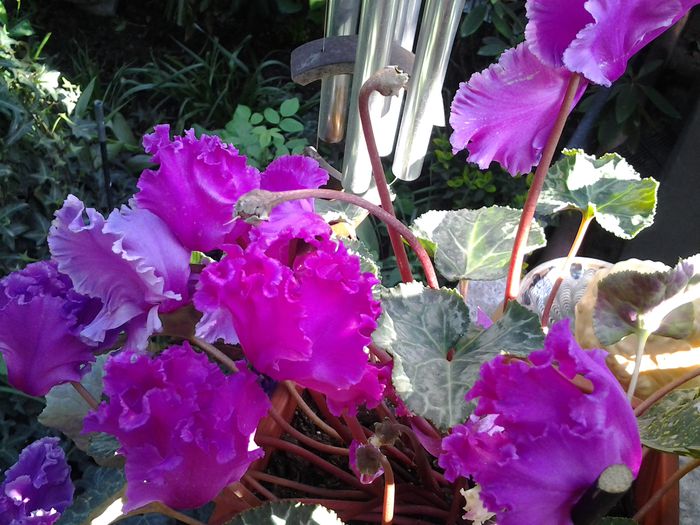 cea mai longeviva si florifera cyclamen,plus ca miroase super