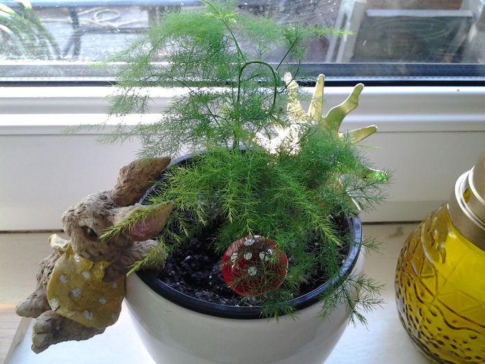 asparagus plumosus