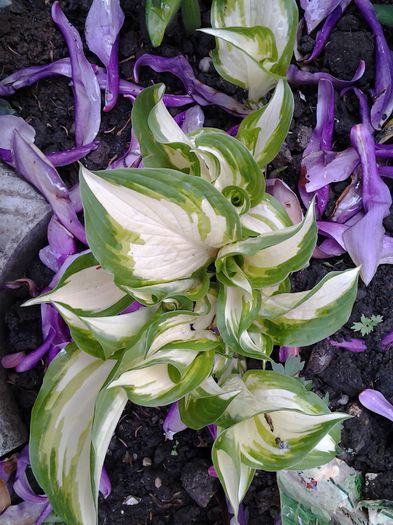 hosta primita de la FELICITA...SUPERBA..