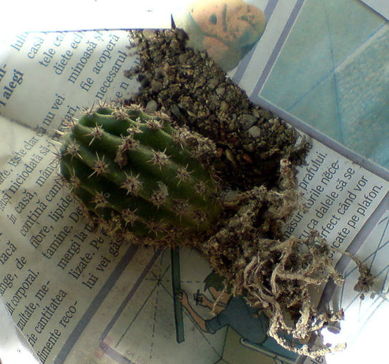 DSC03657 - cactusi