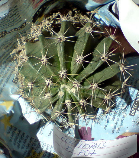 DSC03658 - cactusi