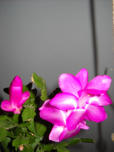 022 - Schlumbergera 2014-2020