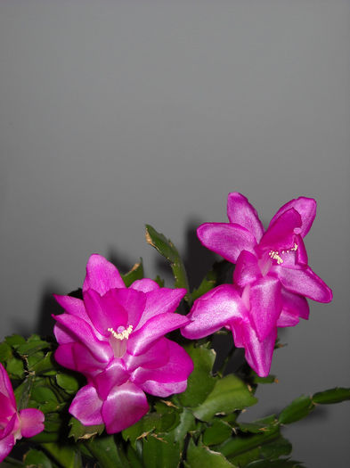 042 - Schlumbergera 2014-2020