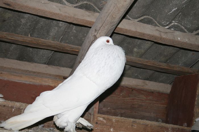 Picture 091 - gainile si porumbei mei