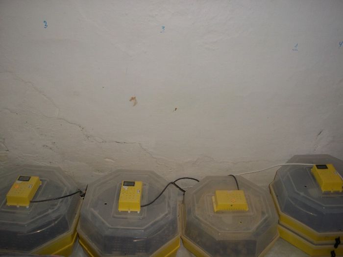 prepelite 010