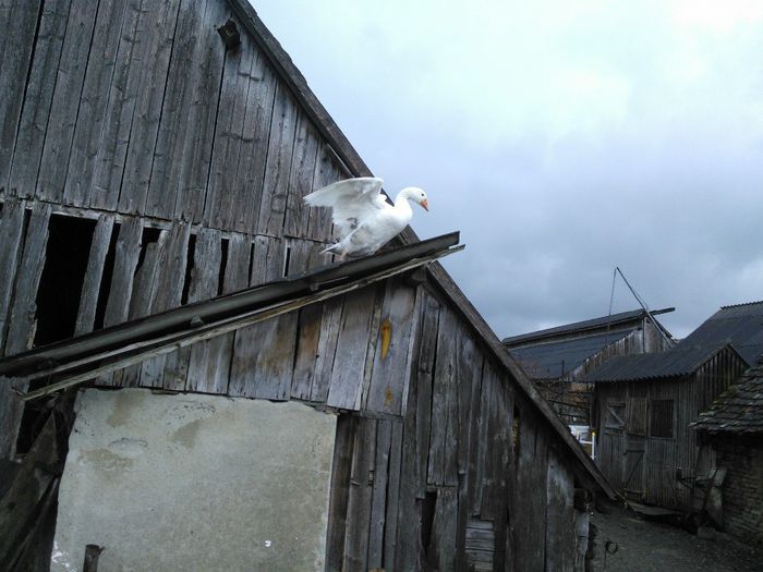 WP_005629; neobosita cautatoare de cuiburi mai bune
