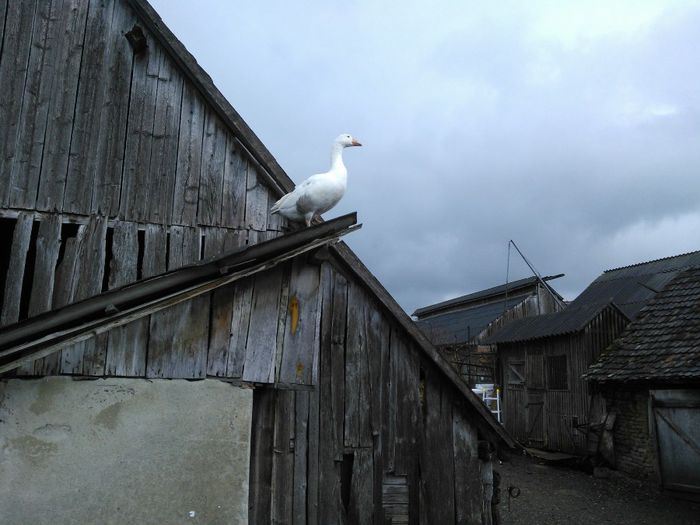 WP_005630; neobosita cautatoare de cuiburi
