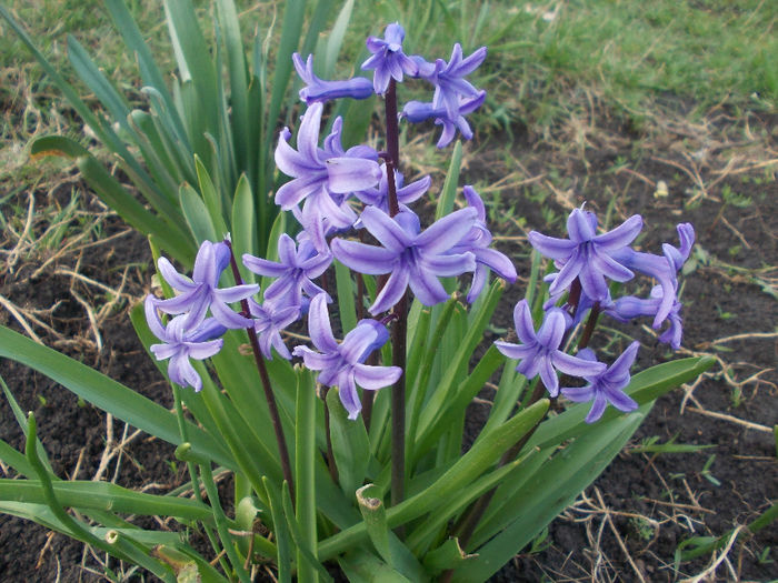 zambile - Spring Flowers