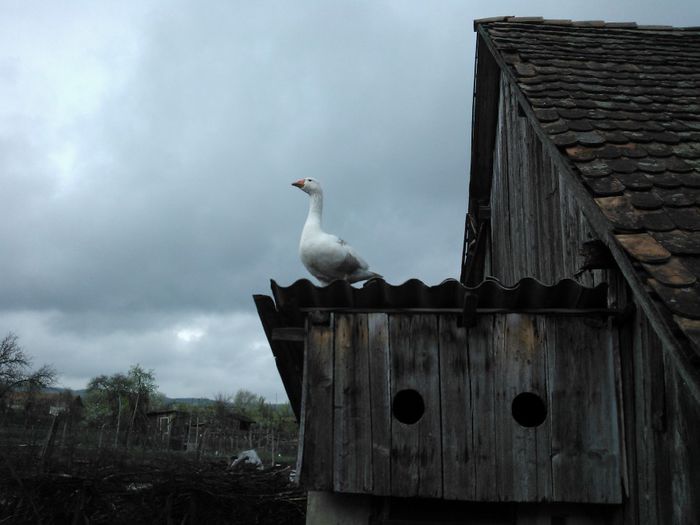 WP_005634; neobosita cautatoare de cuiburi mai bune
