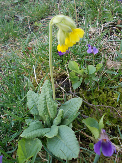 ciubotica-cucului - Spring Flowers