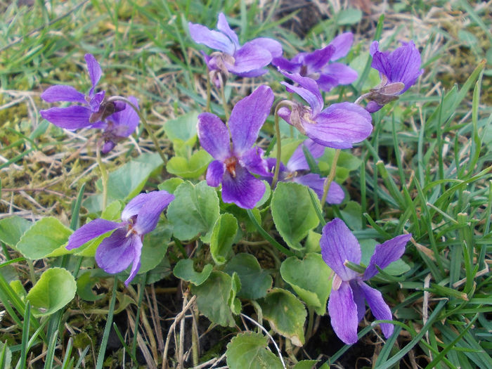 toporasi - Spring Flowers