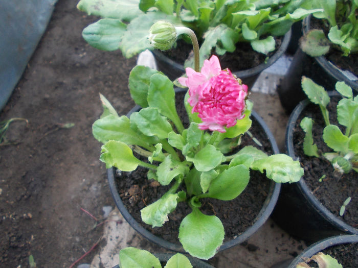 bellis perenis - Spring Flowers