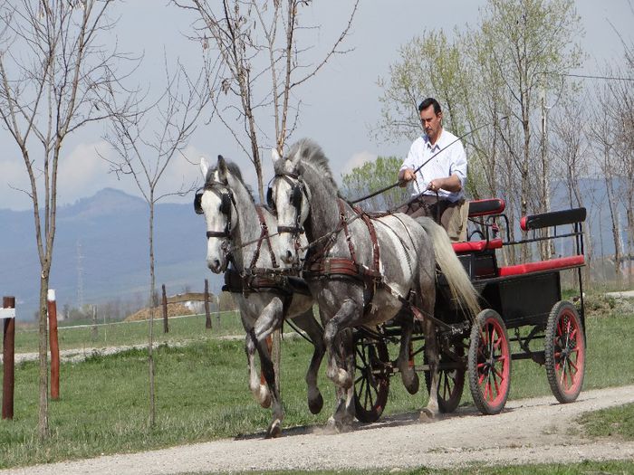 gelding & mare