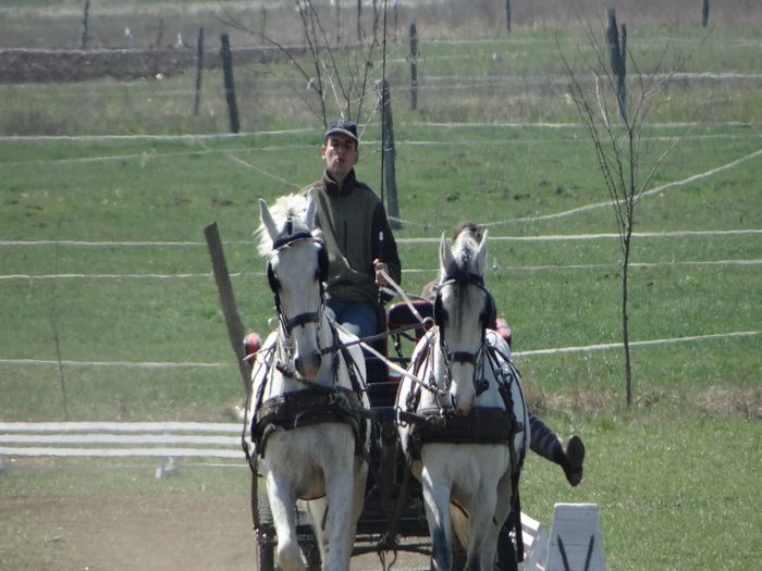 Bartha famili in work - Lipizzaner 2014