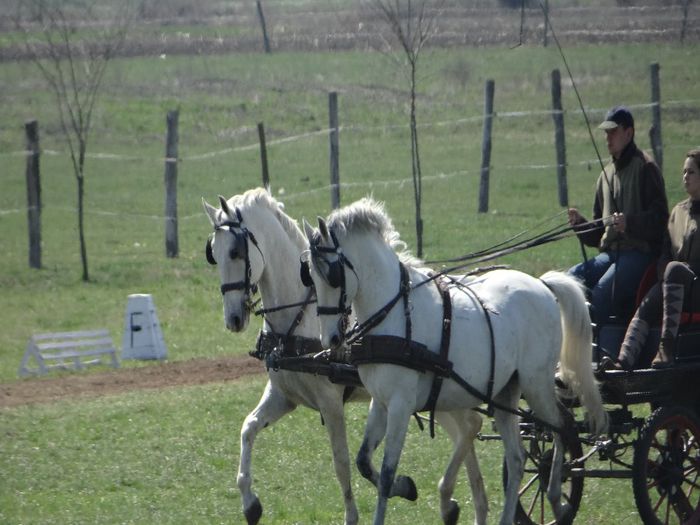 Szollo & Marshal - Lipizzaner 2014