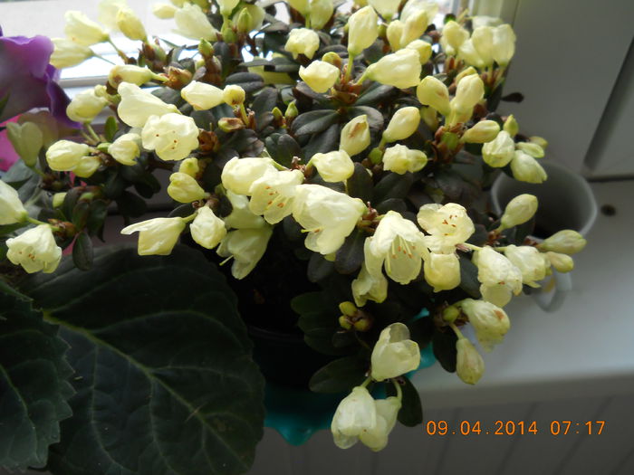 008 - APRILIE 2014