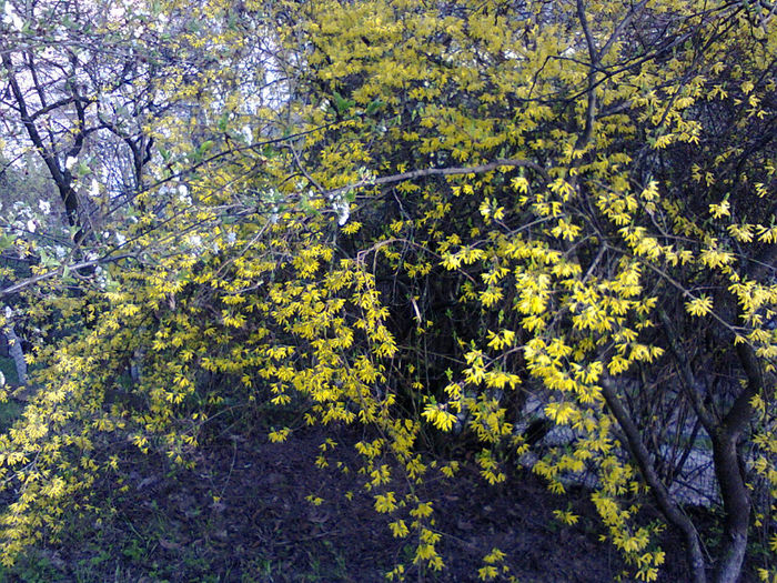 2 aprilie 2014; Ploaia de mai de la intrarea in gradina.
