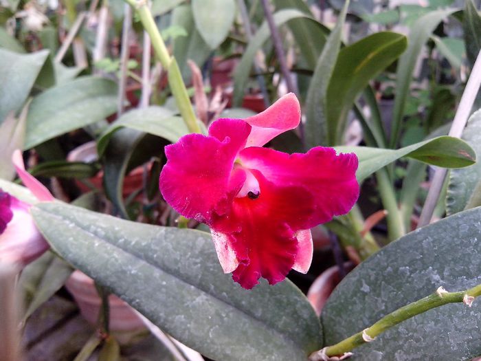 cattleya roz cu rosu - catt 2014