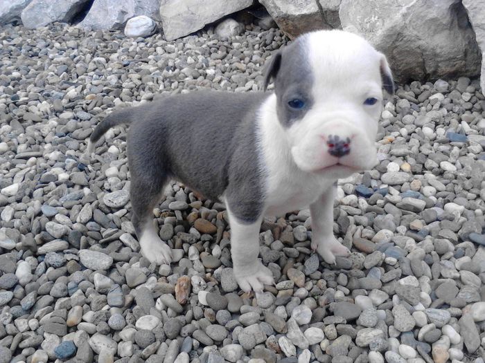 De Vanzare Pui Pitbull Blue Negru Tricolor 0742279929 Expirat 1 Adisor Pagina 2