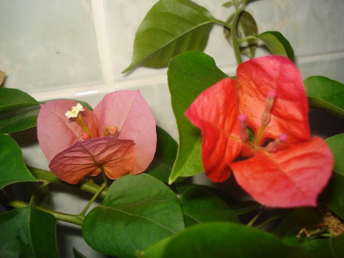 DSC07619 - FLORI 2014