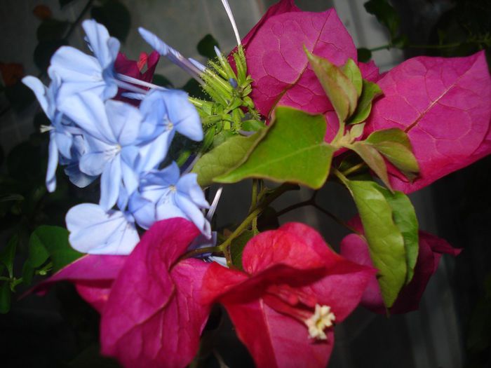 DSC07621 - FLORI 2014