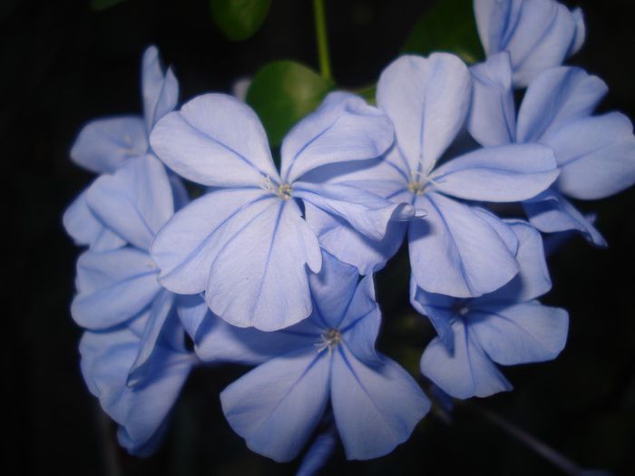 DSC07622 - FLORI 2014
