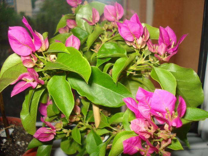 DSC07623 - FLORI 2014