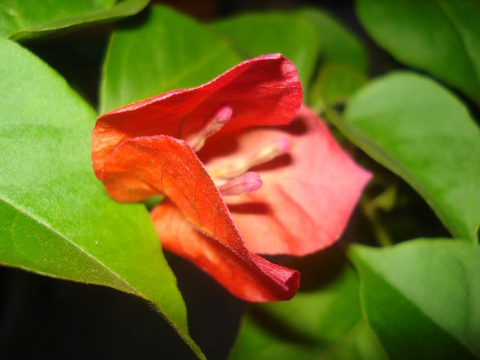 DSC07612 - FLORI 2014