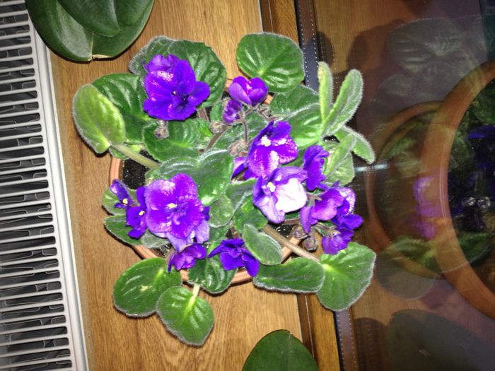 image - Florile lui Feli-aprilie 2014