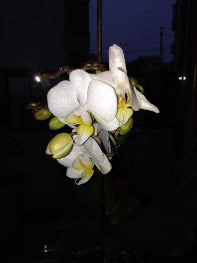 image - Florile lui Feli-aprilie 2014
