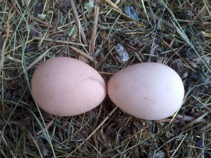 Primul oua al celeilalte 07.04.2014; 2014-04-07 13.47.38
