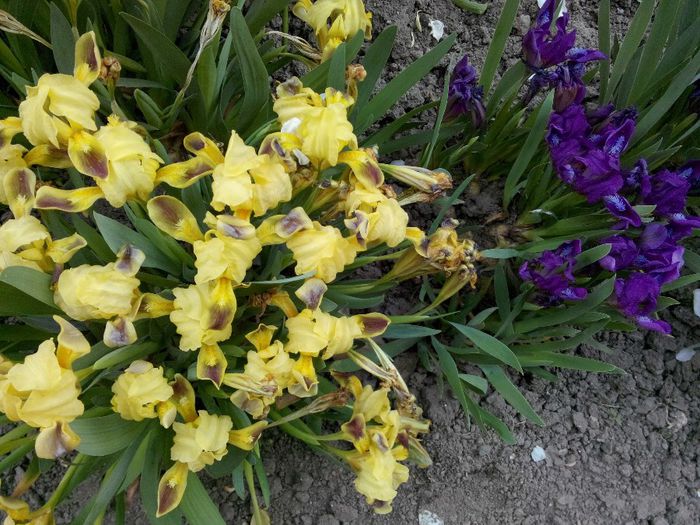 4 - Irisi pitici