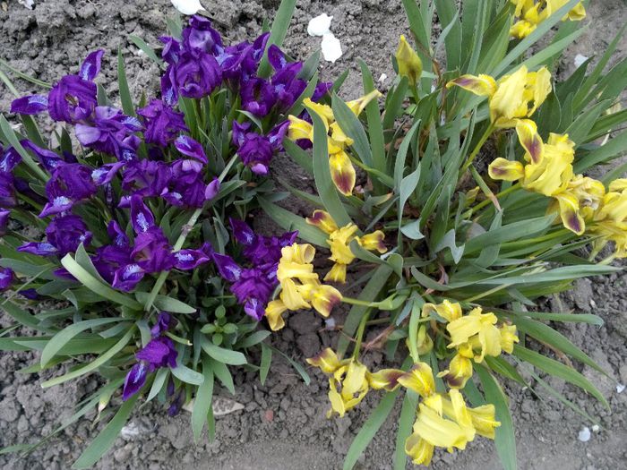 8 - Irisi pitici