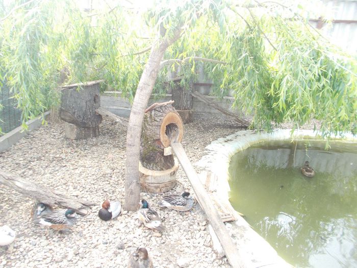  - RATE EXOTICE-exotic ducks