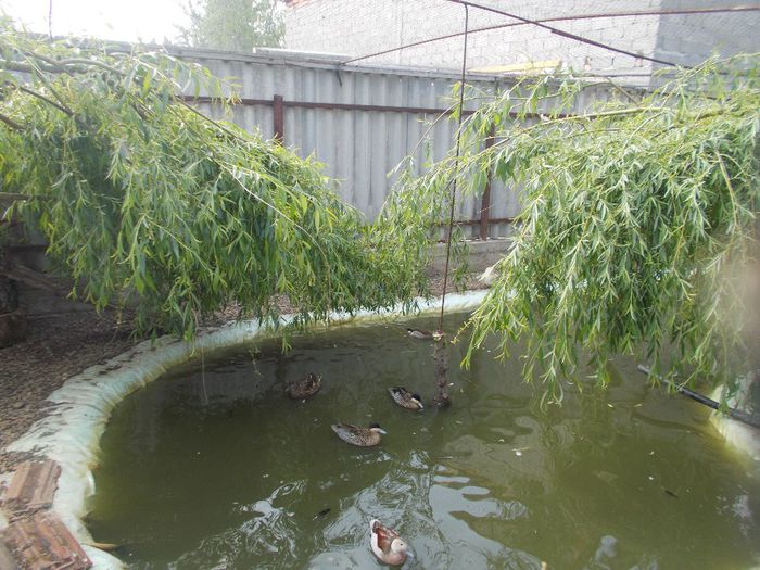  - RATE EXOTICE-exotic ducks