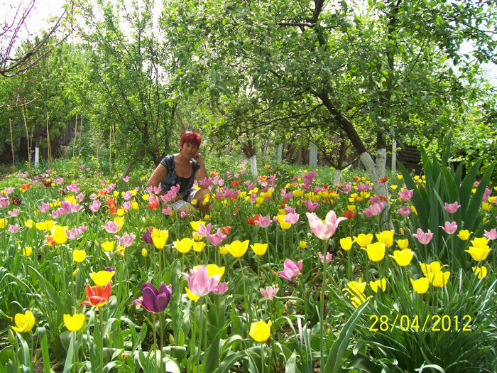 100_8378 - DIN GRADINA MEA DE VISSSSSSSSSSS