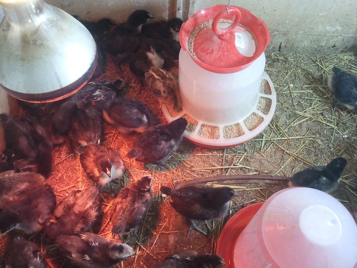 IMG_20140409_190805; 2 saptamani
